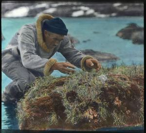 Image of Harold Whitehouse Trying to Catch Ptarmigan on Nest